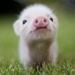 마음까지 정화되는 아기 <b>동물</b>들