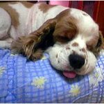 동물판 2위했어요 신기ㅋ <b>관우</b> 동영상으로 인사드려요 ^^