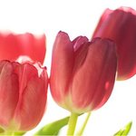 다우니 튤립향 섬유유연제~