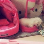 (사진有)톡 주인공 바니 대신으로 온 '도담'