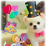 [9탄]화이트포메~깡총구름이의 돌잔치