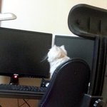 시크한 <b>도도</b>냥 울 고양이를 소개합니다 :d