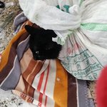 +)추가글 꼭봐주세요!!고양이도 한 생명입니다 이러지마세요ㅠㅠ