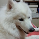 (흰콩판)집안에서 <b>사모예드</b> 키우기 6탄