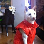 [가비두비번외]사람인지 개인지 헷갈리는 똥꼬발랄우리집멍멍2들을 소개합니당:-)