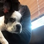 [ 2탄!!!!! ] 여신 포메라니안 뽀!!~~