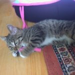 잠<b>만보</b> 나비를 소개해요