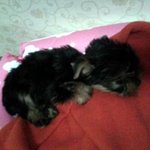 <b>기요미</b> 빅봄을 소개합니닷^_^!