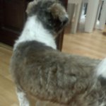 시<b>츄</b> 강아지(개)를 찾습니다. (동두천)