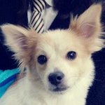 (고양시 일산)강아지 <b>주인분</b>,입양해주실분을 찾습니다