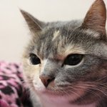 [김괭] 김고양이 스물일곱번째