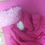 매력철철고양이 우리 앙꼬~!ㅋㅋㅋ