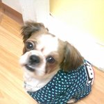 저희집귀~<b>여운</b> 시추를 소개합니다!