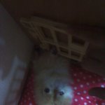 [<b>포메</b>] 갈색도 아니고 흰색도 아니고 크림 색  우리 뽀미를 소개합디당