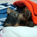 기요미 봄이 2탄^_^!