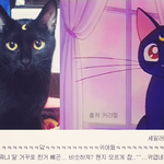 세일러문 고양이가 또 다시 나타남 <b>마법</b> 좀 알려줘