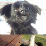 <b>시리우스</b>의 평생가족이 되어주실분(진주.서울)