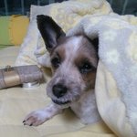 <b>믹스</b>인 우리사랑이