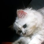 [2탄] 시크한 <b>도도</b>냥 빼빼로 키우기.