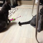 <b>러블</b> 추냥이판 5탄! 상냥이와 사랑놀~이~!