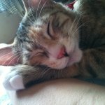 [몽냥이판] 2년을 함께한 몽실이 기념판!