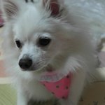 하츠와 <b>토비</b>~ 기억하시나요?ㅋㅋㅋ 오랫만에 하츠왔어용 ㅎㅎ