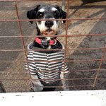 추운겨울, 유기견을 위한 봉사 다녀왔어요!