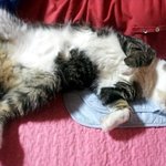 우리집 냥이들을 소개합니당^.^