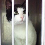 (서울시용산구)2012년12월31일병원케이지에서품어줄분을기다리는