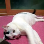 [냥판] <b>대두</b>김용배의 장난감 ㅋㅋ습격사건ㅋㅋㅋ