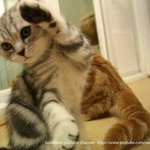 충성!! 새해복많이 받으라냥~