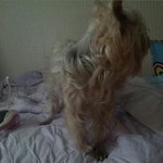 [사진有] 의사하나의 실수로 <b>동물</b>의 다리를 짤라먹음 .