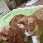 우리 <b>야옹이들</b>의 엄마아빠가 되어주세요ㅠㅠ