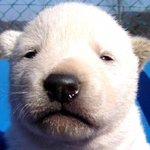 이 강아지 종류가 뭐인가요,,?