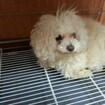 이렇게.이뿌고.....여린아이를.....안락사하라니..........