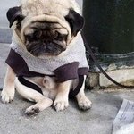 <b>좌절</b>하고 있는듯한 동물들.jpg