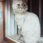 [나옹판] 개냥이 순시미 옛날옛적에..ㅋㅋ