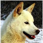 [진돗개]진돗개가 궁금해? 클릭! 2탄