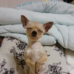 [1탄] 제일귀여운 샤인과 쩌리들!!