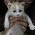 (냥이판)******보리보리3*******