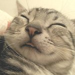 [냥판] 아메리칸 숏헤어 토리에여 앙뇽하세여? ㅋㅋㅋ