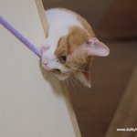 <b>신년</b>축하고양이뱀쇼!! 유봉이네