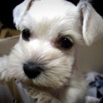 강아지계의 "송중기" 화이트 슈나우져 <b>하울</b>이 :)