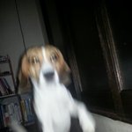 야롱이판) 악마를 보았따..