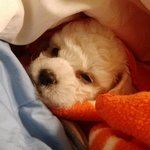 ❤ 비숑프리제 개 rooney  입니다. ❤