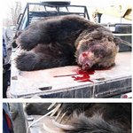 약혐有) <b>식인</b>곰....