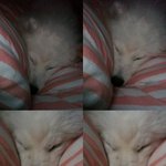 (흰콩판)집안에서 사모예드 키우기 8탄