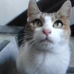 [멍냥판]    길냥이 키우기