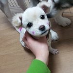 1탄@[<b>폼</b>피츠]똥꼬발랄 코코를 소개합니다@