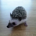 고슴도치판 -아리편-